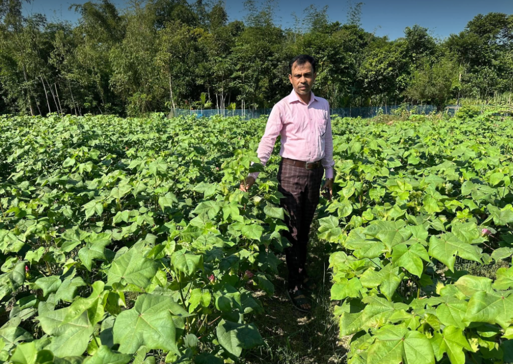 শ্রীমঙ্গলে ‍তুলা চাষ