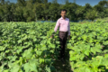 শ্রীমঙ্গলে তুলা চাষে সাফল্য, চার বিঘায় ২ লক্ষ ৩০ হাজার টাকা লাভের আশা কৃষকের