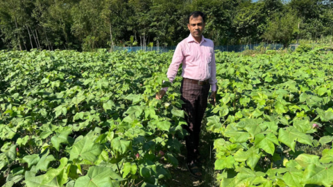 শ্রীমঙ্গলে তুলা চাষে সাফল্য, চার বিঘায় ২ লক্ষ ৩০ হাজার টাকা লাভের আশা কৃষকের